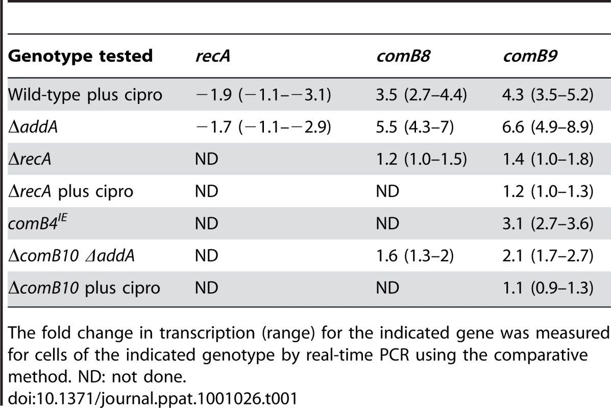 Transcription of the <i>com</i> T4SS is induced by DNA damage but <i>recA</i> expression is not.