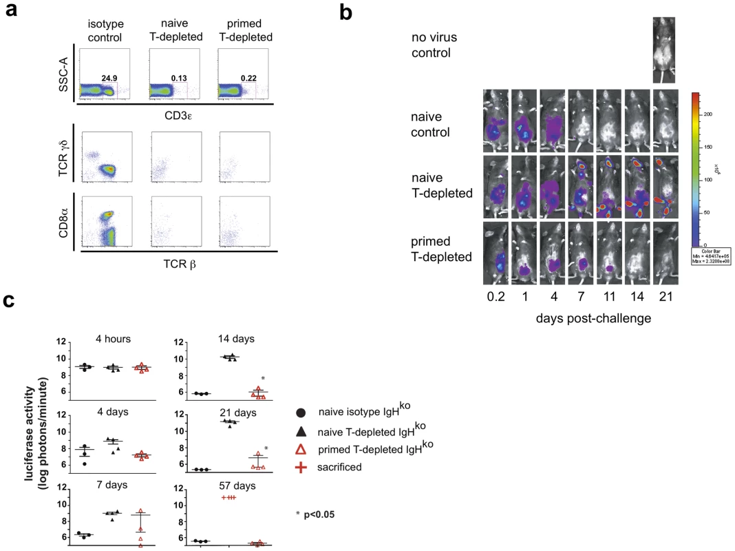 A primed innate cell population provides protection against a challenge with recombinant vaccinia virus.