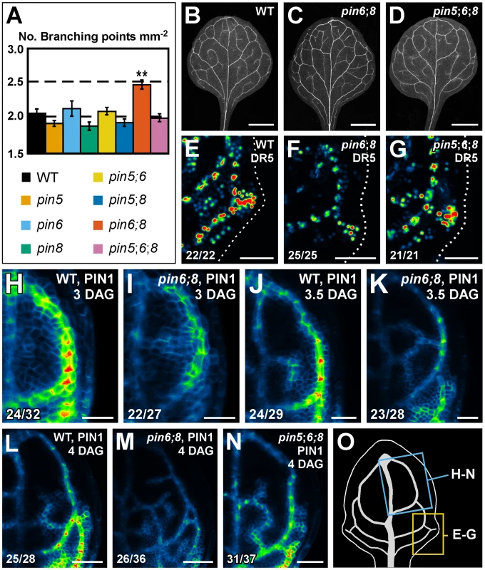 Necessity of <i>PIN5</i>, <i>PIN6</i>, and <i>PIN8</i> for vein network formation.