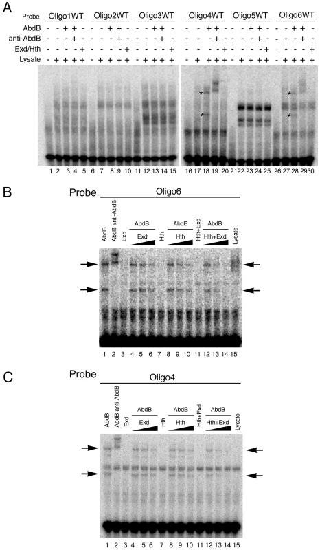 Exd/Hth interfere with Abd-B binding to the <i>ems</i> spiracle enhancer.