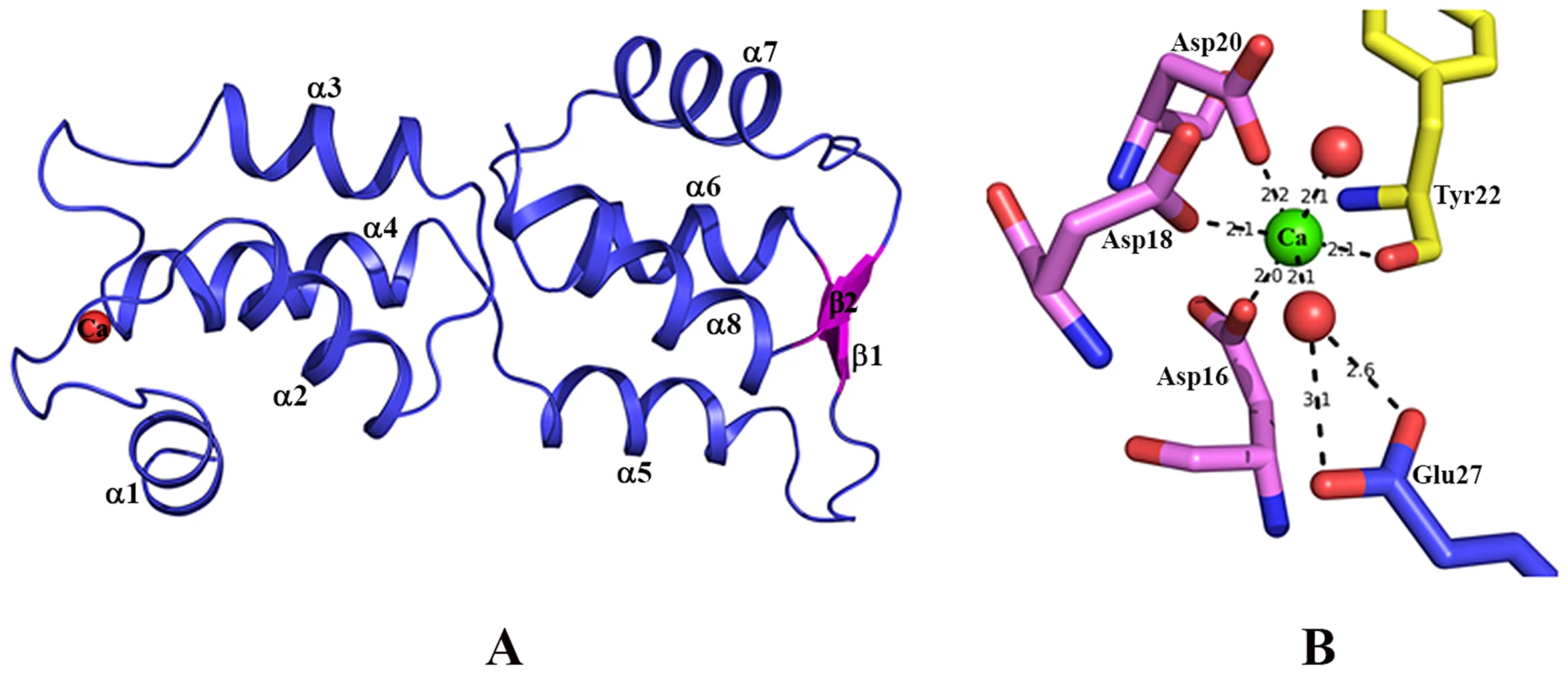 Structure of EhCaBP5.