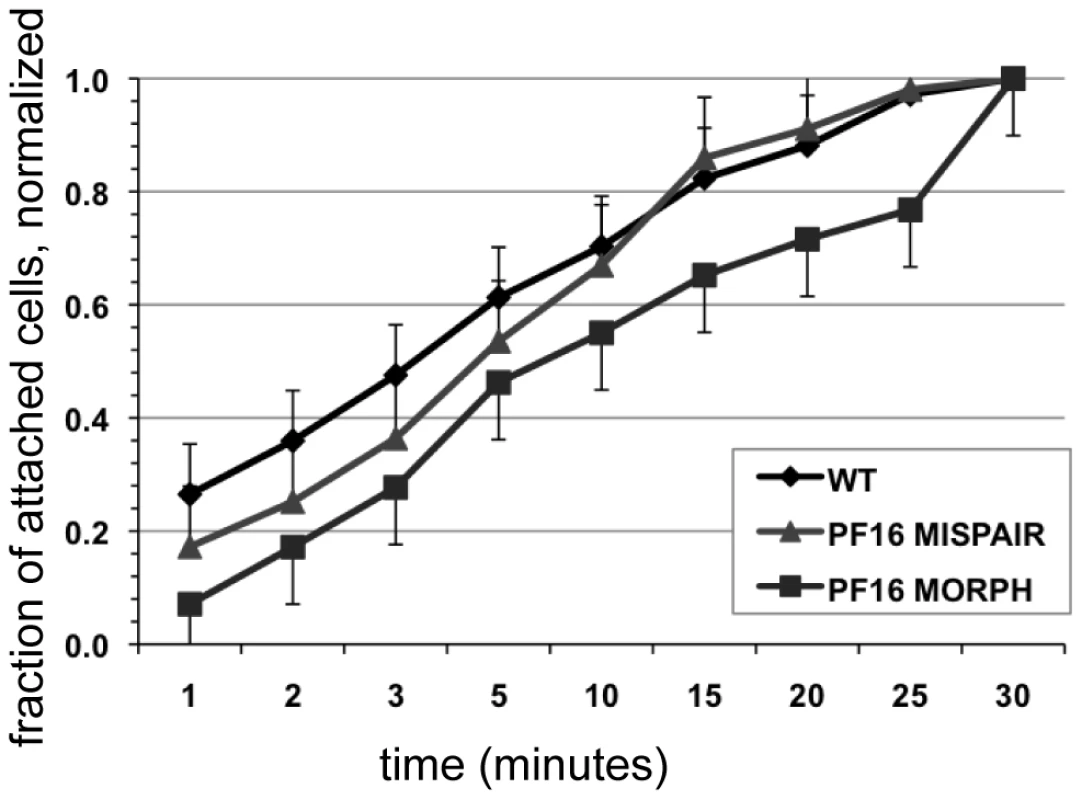 Defective flagellar beating hinders the initiation of attachment but does not affect the ability to maintain attachment.