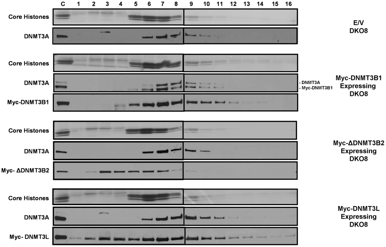 The increased level of DNMT3A protein in infected DKO cells, which have increased levels of DNA methylation, remains tightly bound to nucleosomes.