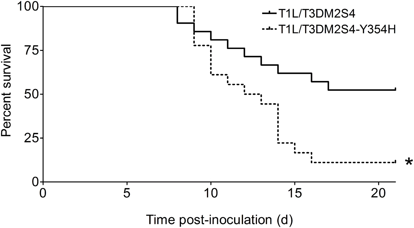 A reassortant reovirus strain containing σ3-Y354H displays enhanced virulence following peroral inoculation.
