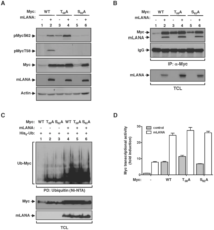 mLANA modulatory activity towards Myc is independent of Myc phosphorylation status.