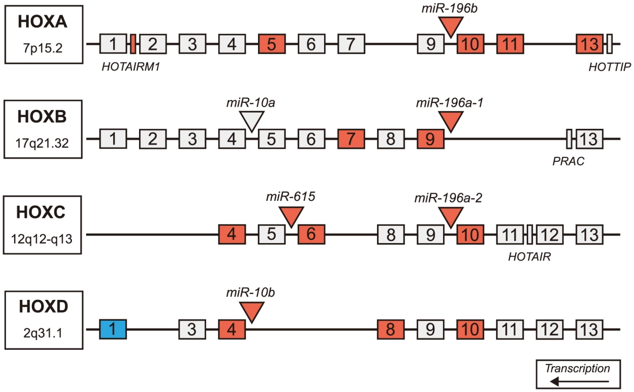 Differentially expressed miRNAs in HD are located in Hox genes clusters.
