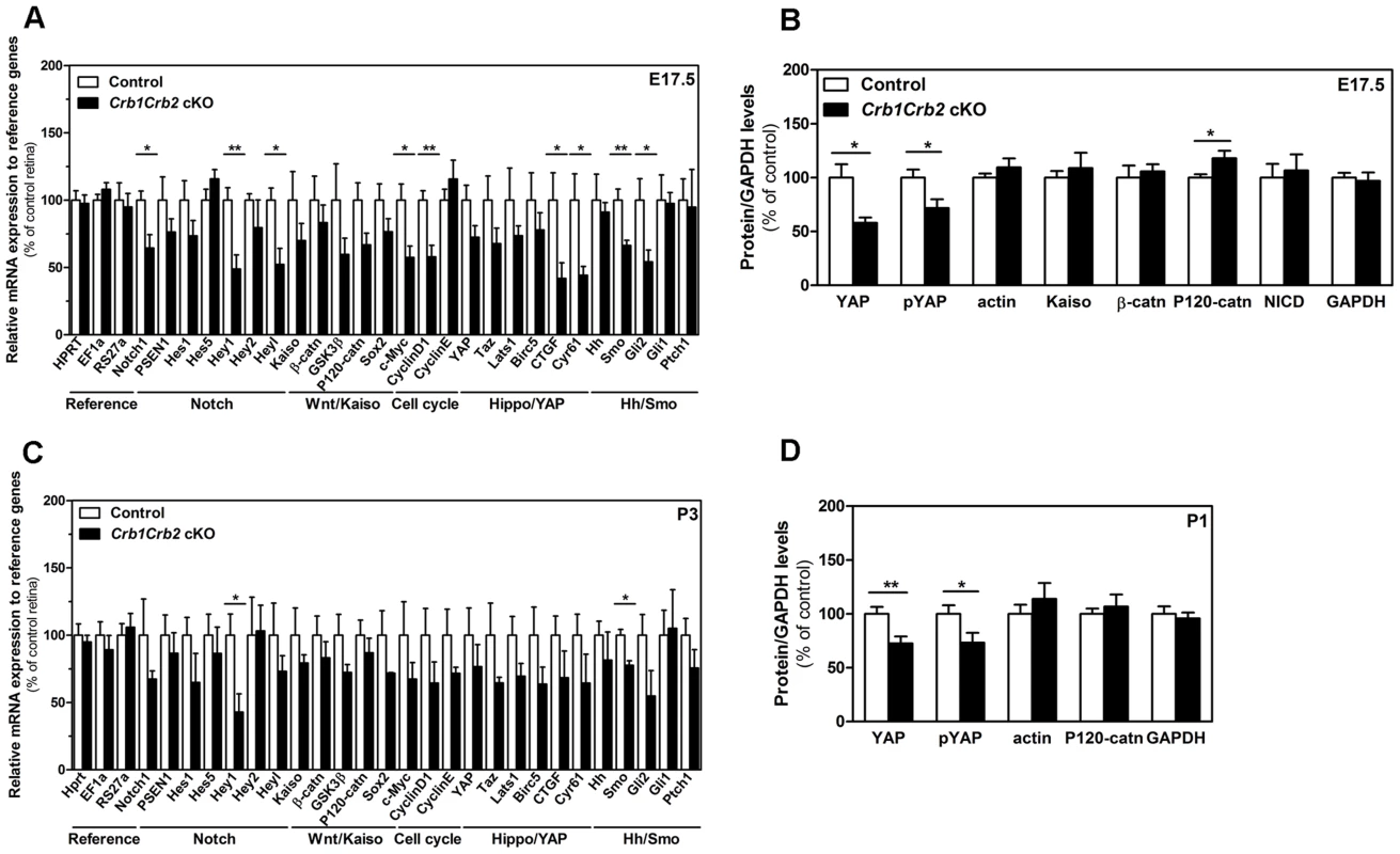 CRB1 and CRB2 acts on the proliferative signalling pathways.