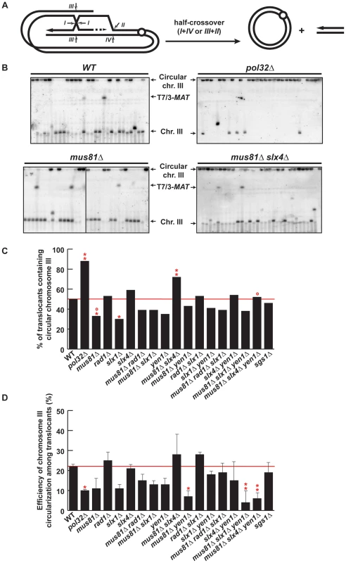PFGE analysis of chromosome III circularization in SSE mutants.