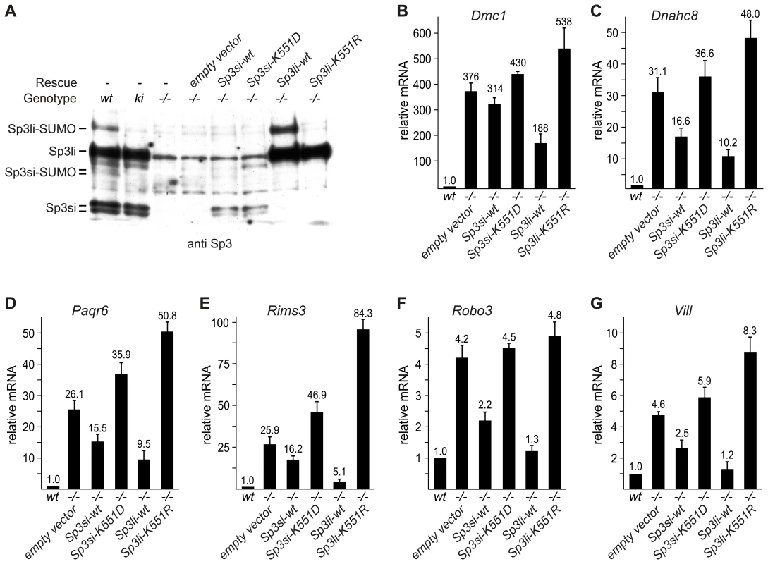 Sp3-SUMO–dependent rescue of gene silencing.