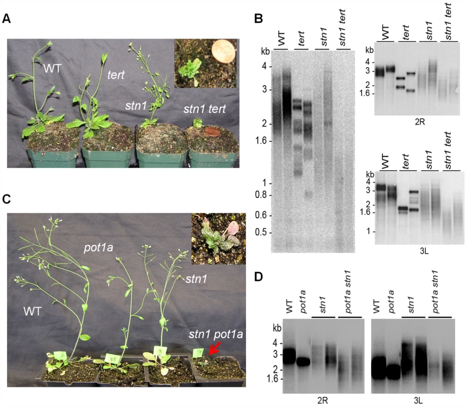 POT1a acts with telomerase to partially rescue the telomere dysfunction of <i>stn1</i> mutants.
