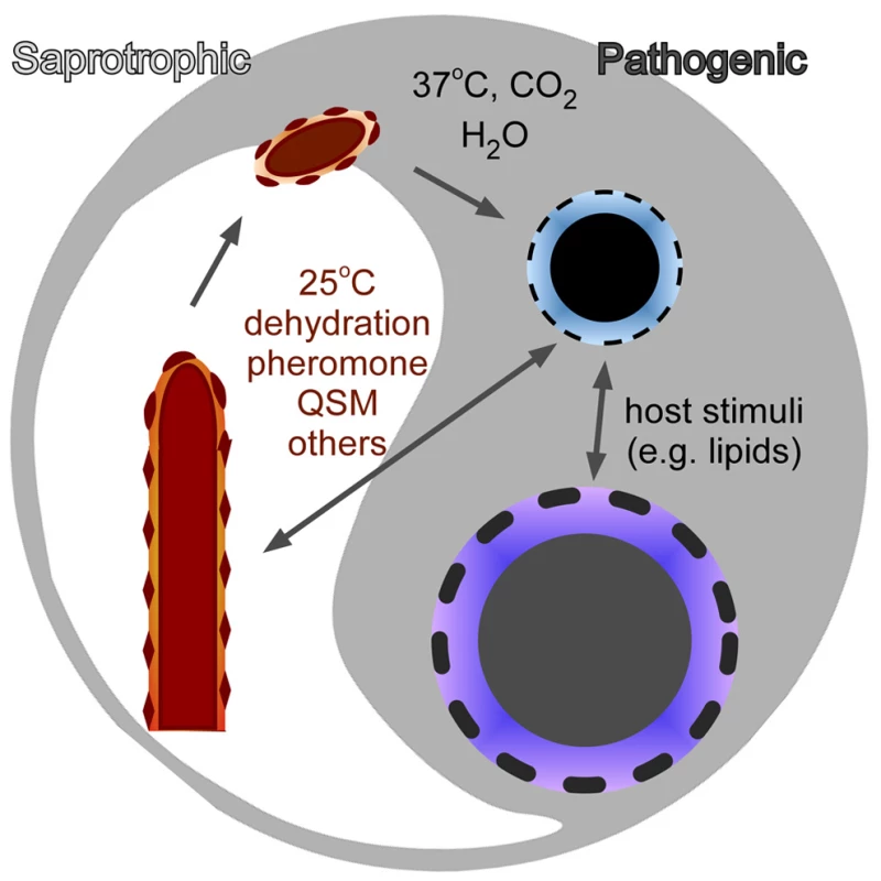 The transition between morphotype and virulence in fungi.