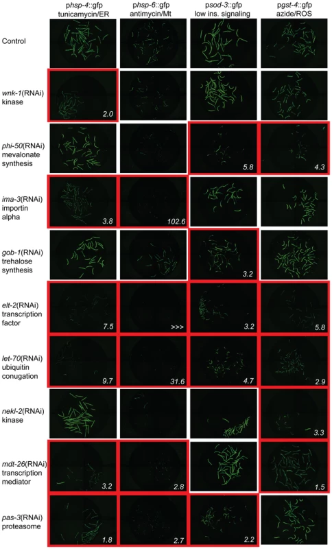 Xenobiotic response regulatory factors are specific to one or more cytoprotective pathways.