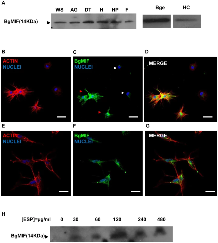Expression of BgMIF.