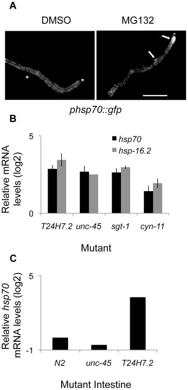 Validation of tissue-selective effects using small molecules and mutants.