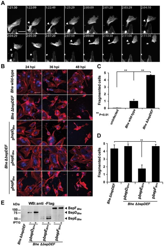 Infection of HUVECs with the <i>Bhe</i> Δ<i>bepDEF</i> mutant leads to cell fragmentation.