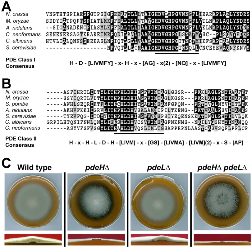 Identification and deletion analysis of cAMP phosphodiesterase genes in <i>M. oryzae</i>.