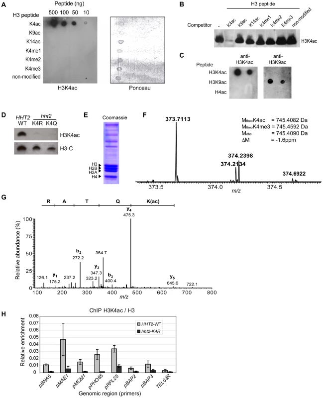 H3K4 Is Acetylated in <i>S. cerevisiae</i>.