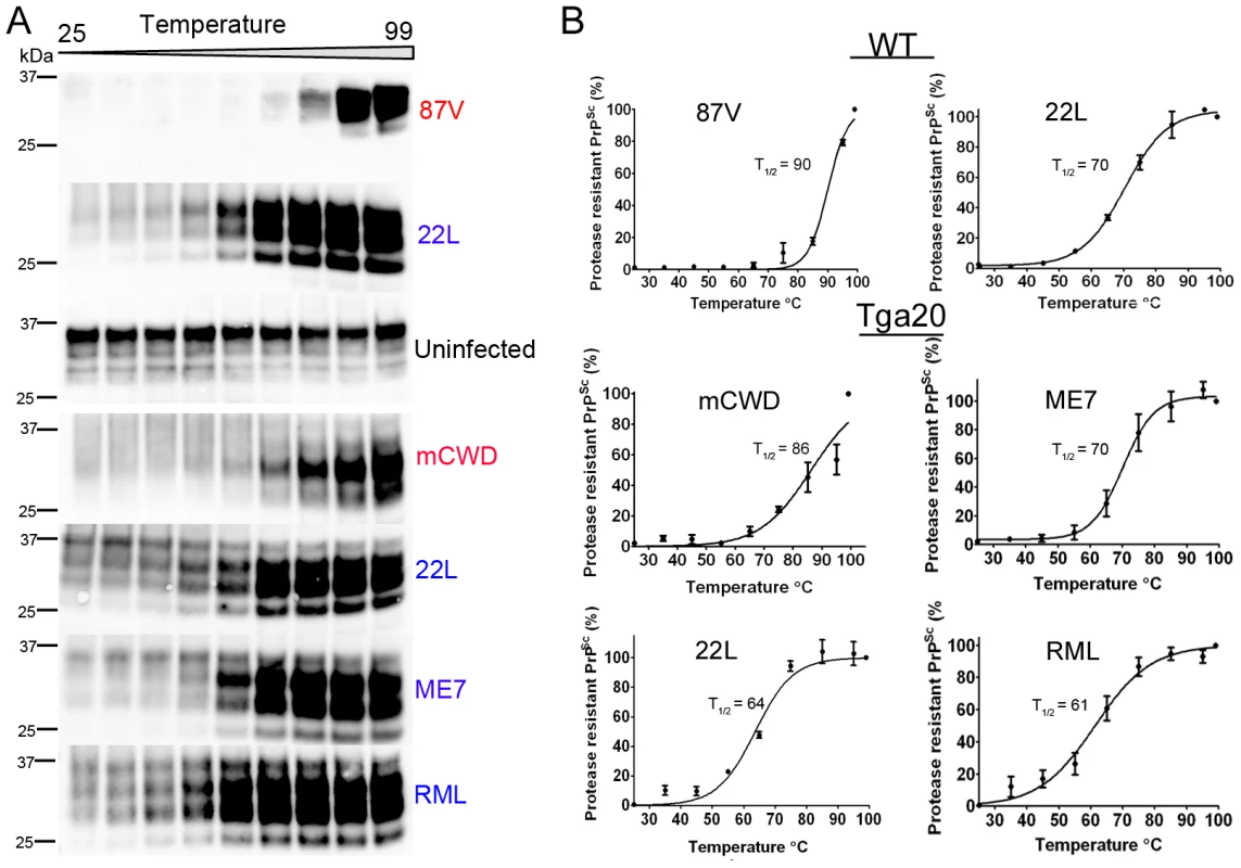 Thermal stability of strongly and weakly neuroinvasive prion strains.