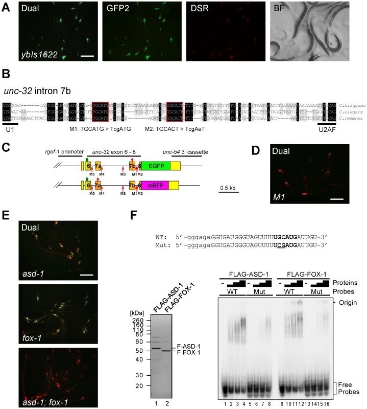 The UGCAUG stretch and the RBFOX family proteins are involved in the neuron-specific selection of exon 7a from the <i>unc-32</i> exon 7 reporter.