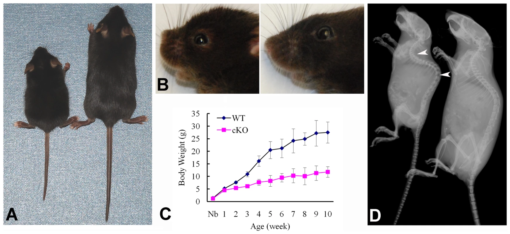 Gross defects in the <i>Sox2-Cre-Fam20c</i>-cKO mice.