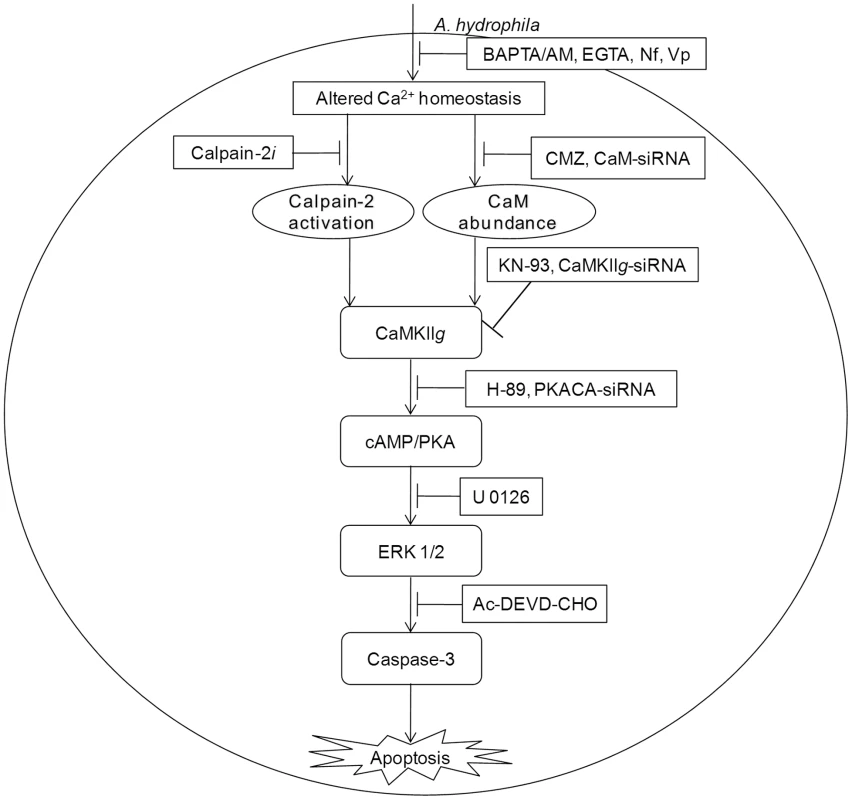 CaM-CaMKII-cAMP/PKA-ERK 1/2 axis leads to caspase-3 mediated apoptosis of <i>A. hydrophila</i>-infected HKM.