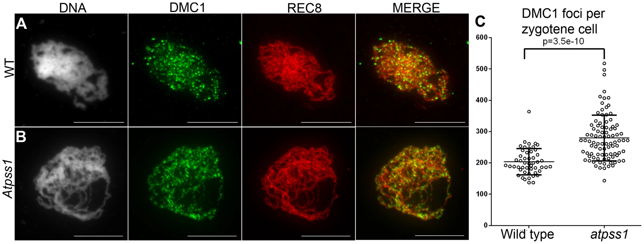 DMC1 immunolocalization.