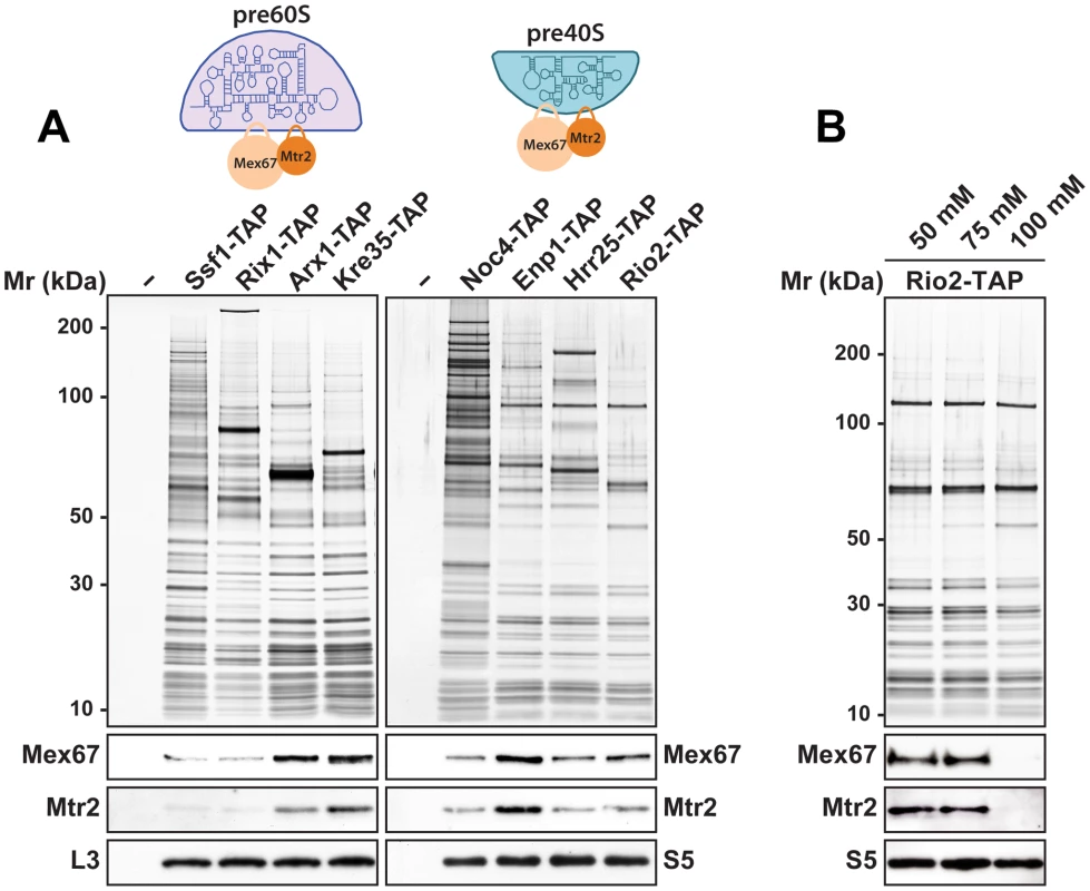 Mex67-Mtr2 co-enriches with pre40S subunits in a salt-sensitive manner.