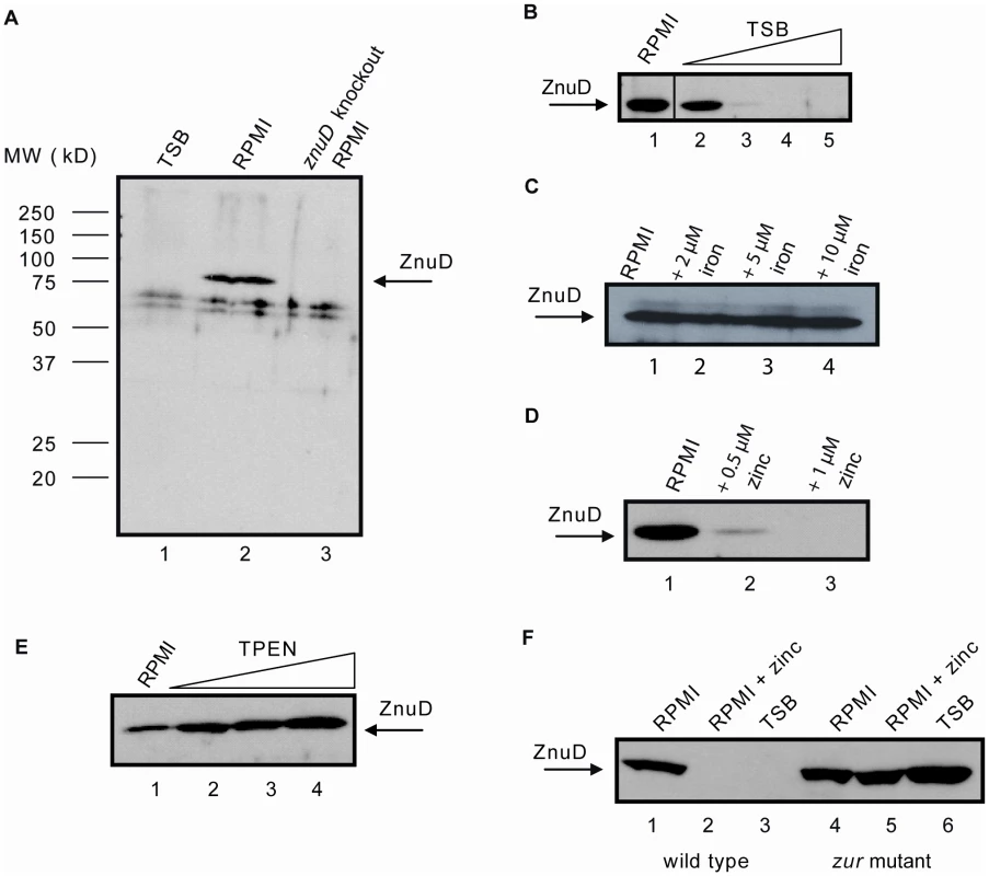 Regulation of <i>znuD</i> gene expression.
