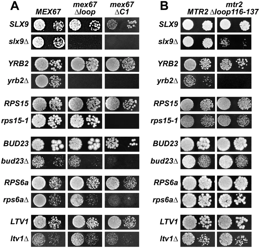 Mex67 and Mtr2 genetically interact with factors required for proper pre40S subunit export.