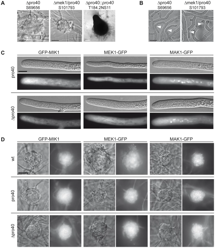 The Δmek1/pro40 double mutants shares phenotypic characteristics with Δmek1 and Δpro40.