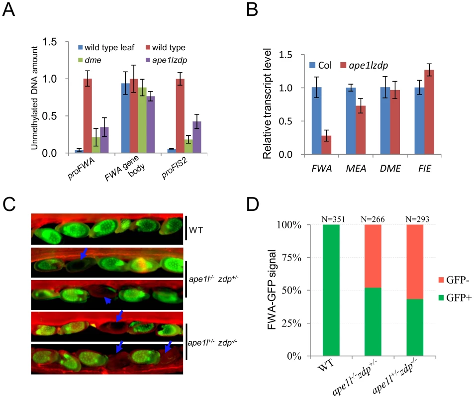 Methylation levels and expression of imprinted genes.