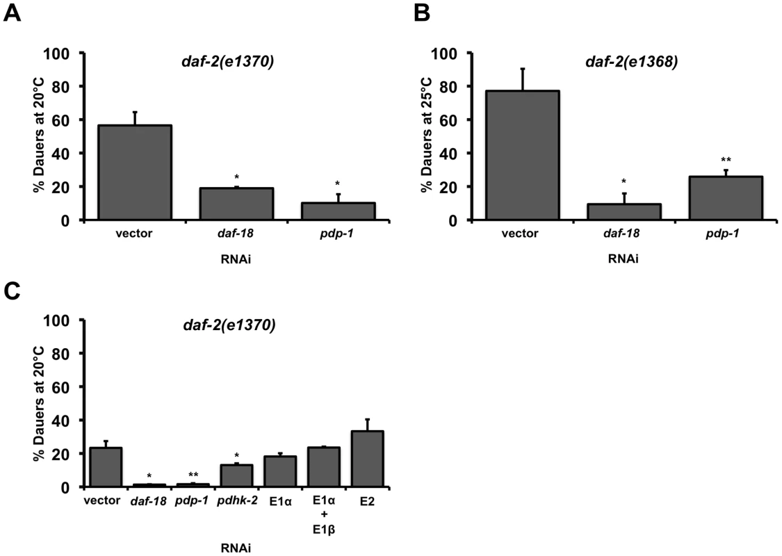 PDP-1 regulates <i>daf-2</i> dauer formation independent of the PDHc.