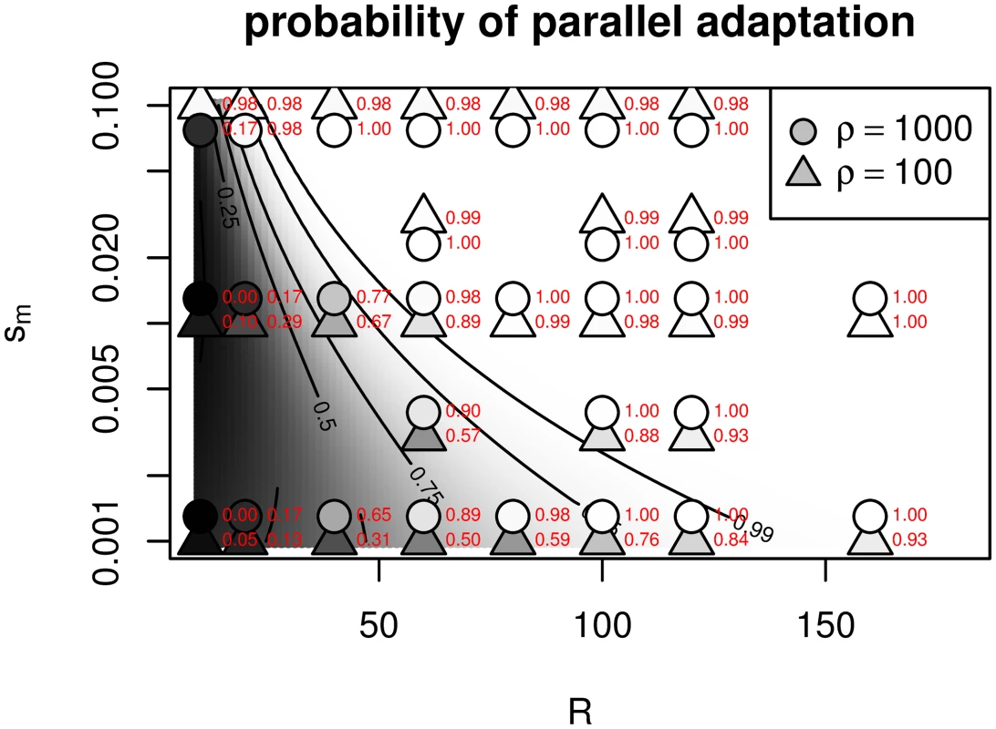Probability that two patches evolve by independent mutations (i.e., convergently), as a function of their geographic separation (<i>R</i>) and the strength of selection between patches (<i>s</i><sub><i>m</i></sub>).