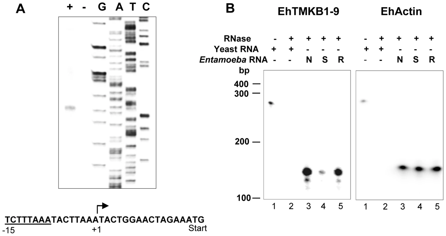 Mapping the transcription start point (TSP) of EhTMKB1-9.