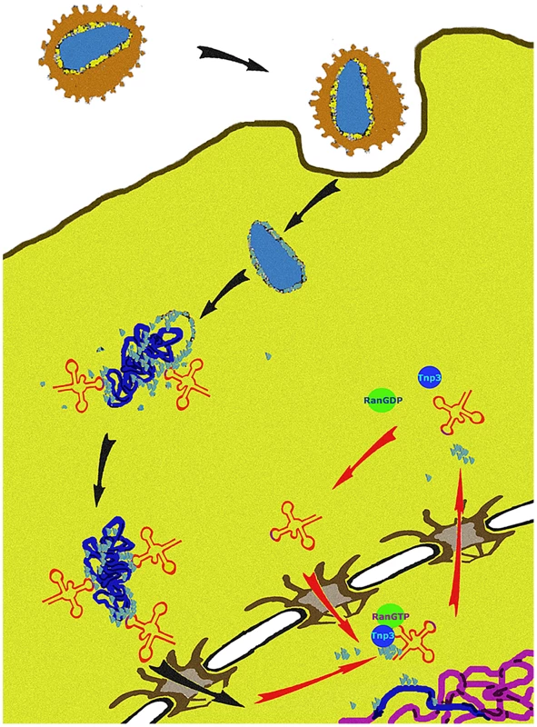 A model of the role of Tnp3 in HIV-1 infection.