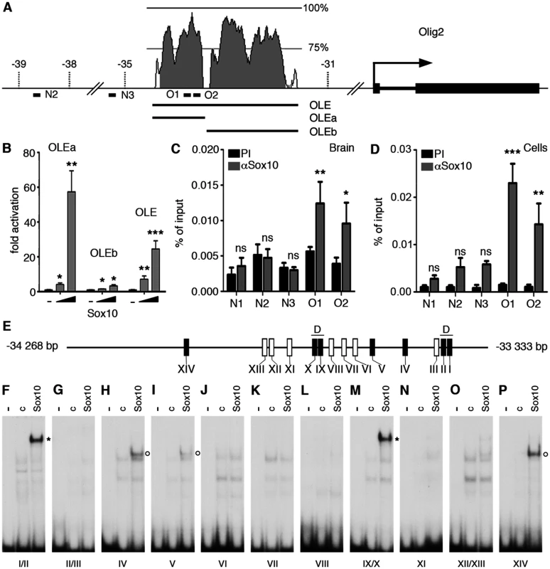 The evolutionary conserved OLE and its OLEa subfragment are directly activated and bound by Sox10.