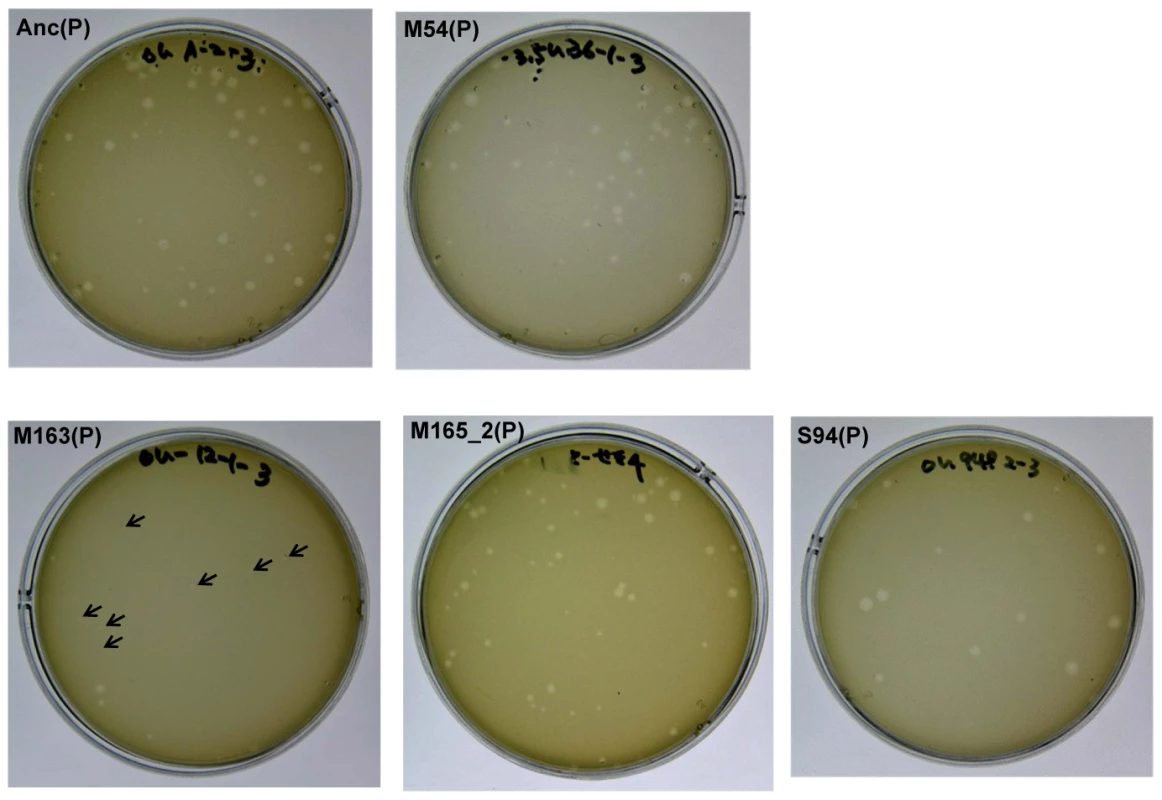 Differences in plaque size between Anc(P) and evolved Qβ.