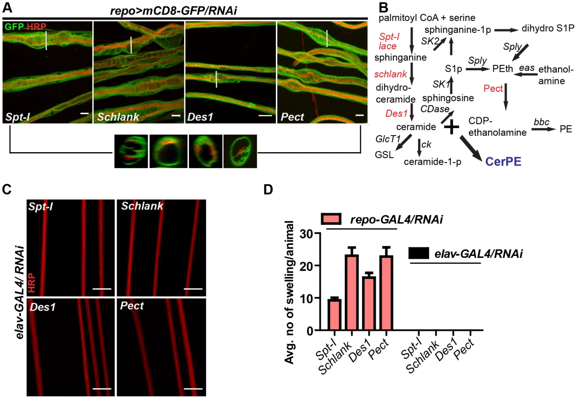 Glia require CerPE for axonal ensheathment.