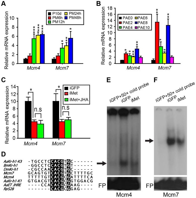 Responsiveness of <i>Mcm4</i> and <i>Mcm7</i> to JH and <i>Met</i> RNAi.