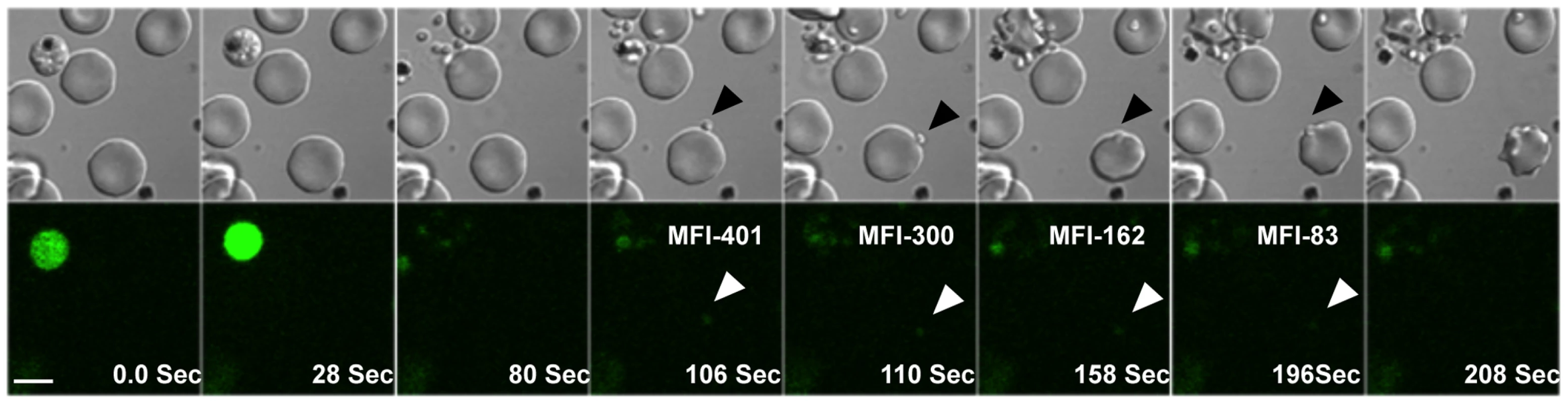 Cytosolic calcium levels in <i>P. falciparum</i> merozoites during erythrocyte invasion.
