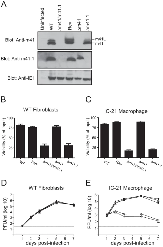 <i>In vitro</i> analysis of m41 mutant viruses.