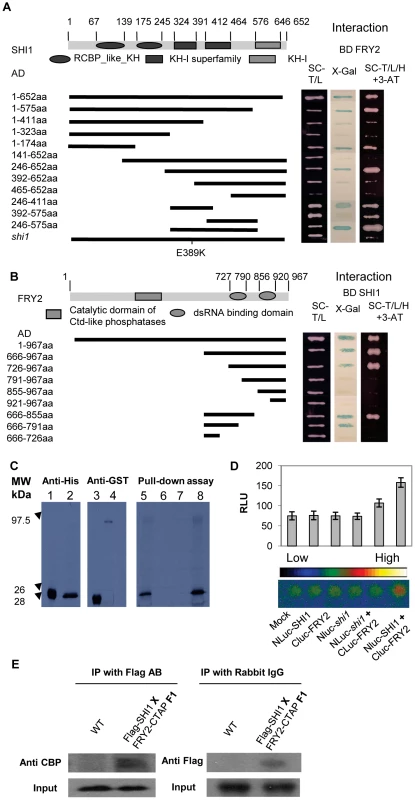 SHI1 and FRY2/CPL1 protein interaction analysis.