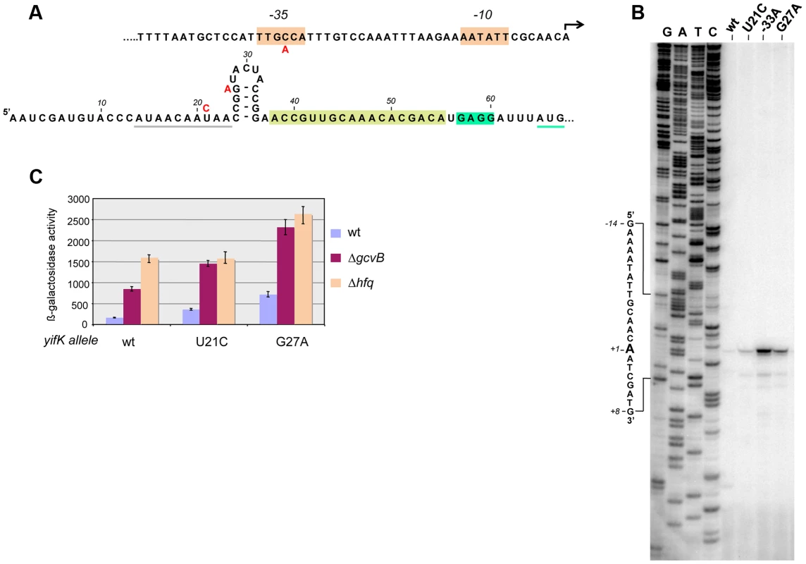 Characterization and mutational analysis of the leader region of the <i>yifK</i> gene.