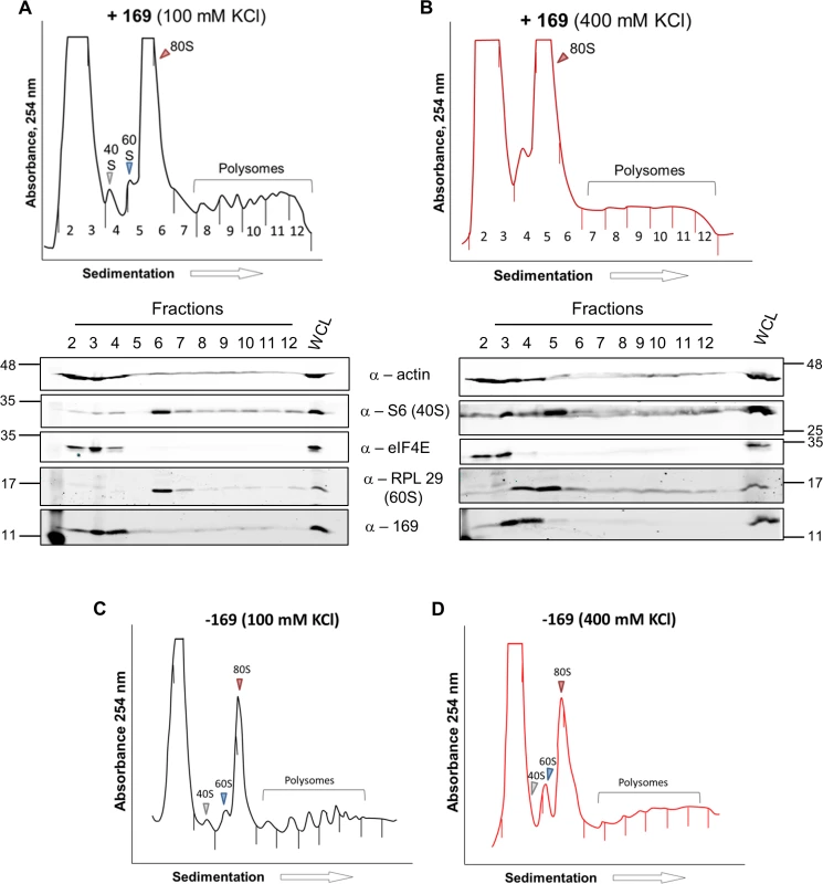 Accumulated 80S monosomes do not dissociate in high salt.