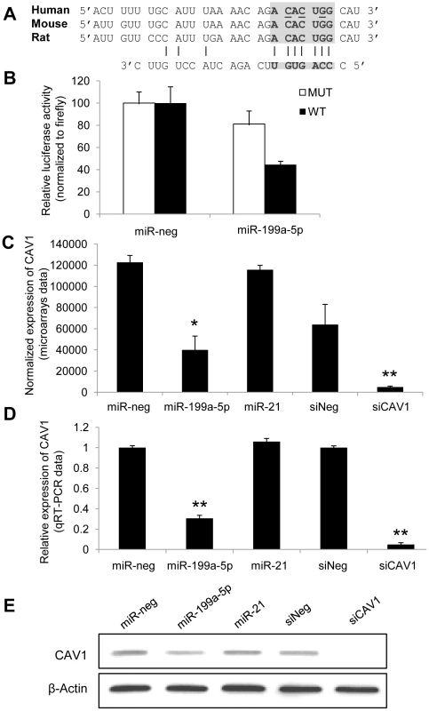 CAV1 is a direct target of miR-199a-5p.