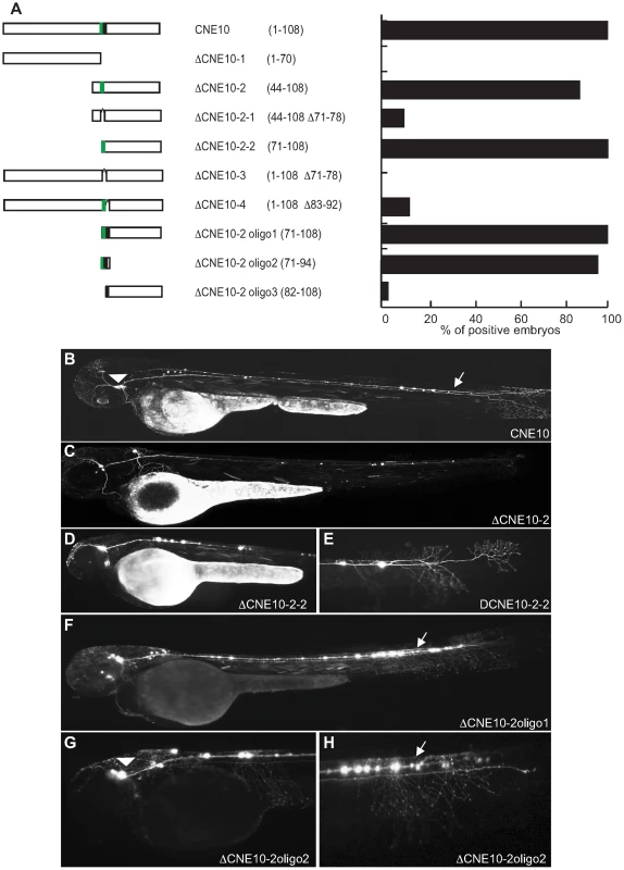 Deletion analysis of Meis_ciCNE10 construct.