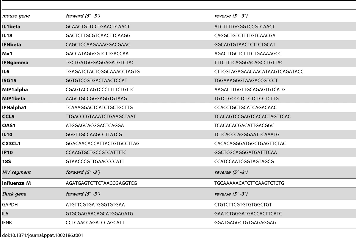 qPCR primers for murine and duck cDNAs and influenza segment 7.