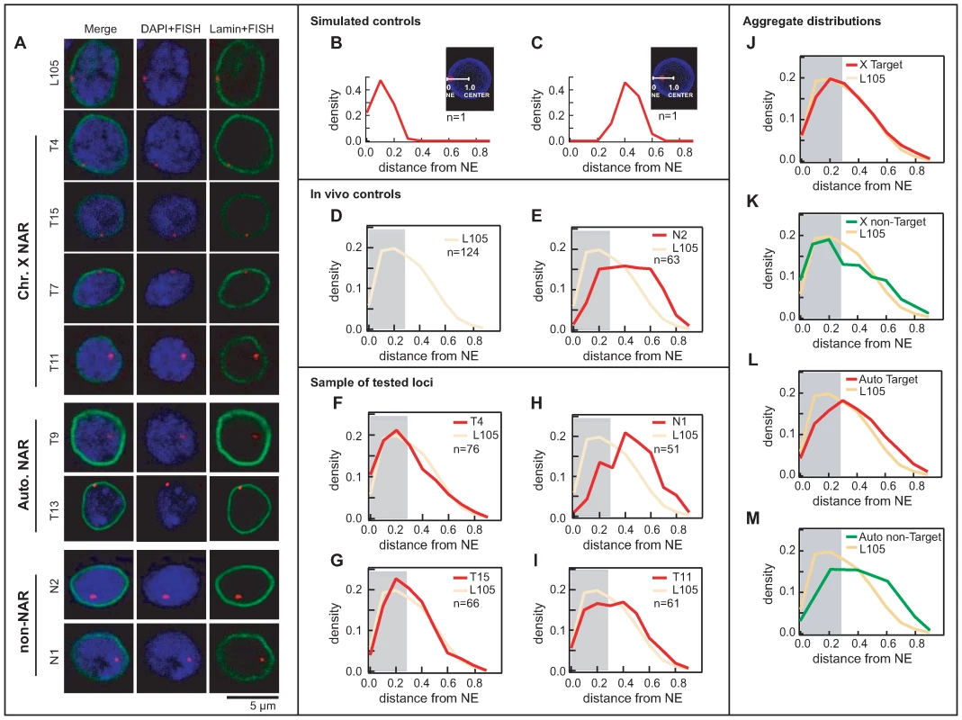 Nup153 and Mtor define NARs both at the periphery and the interior of the nucleus.