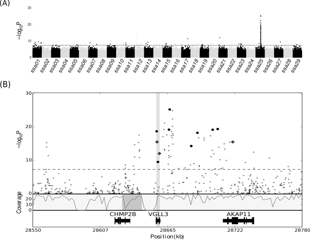 Identification of a selective region conferring age at maturity in Atlantic salmon.