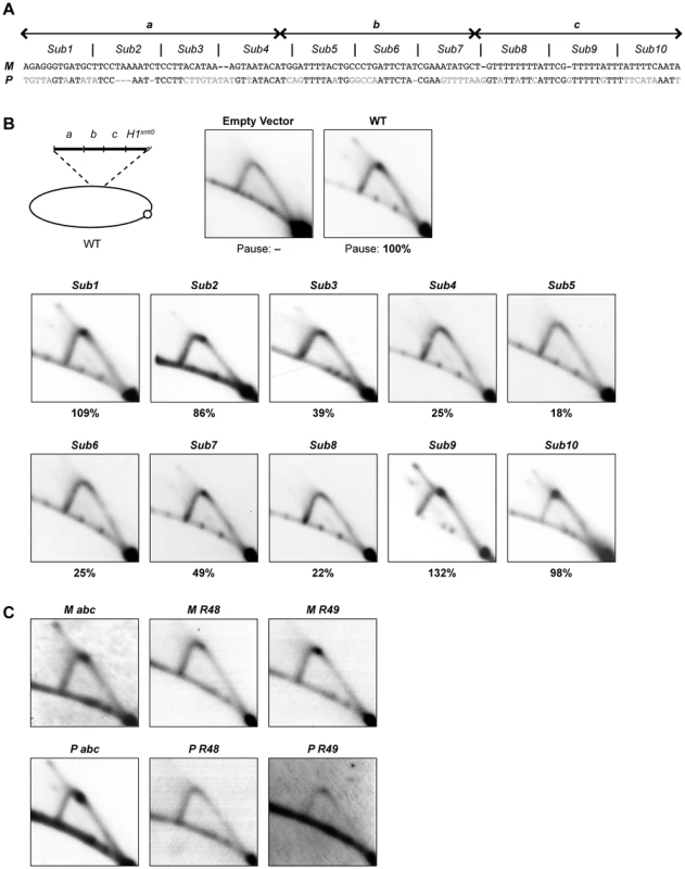 Characterization of the cis-acting region required for replication pausing.